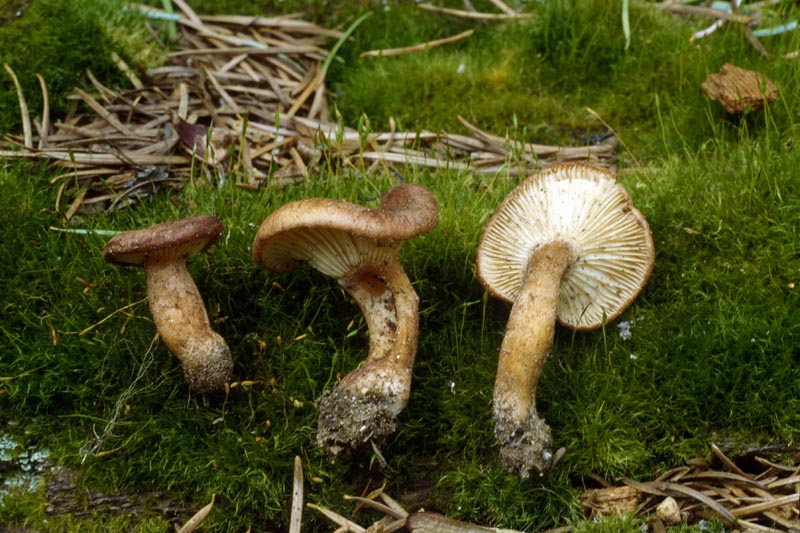 Clitocybe sinopica